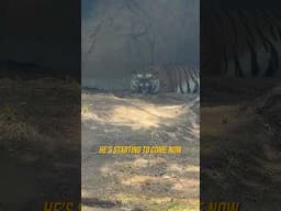 MEETING THE DEADLIEST TIGER IN THE WORLD 🤯
