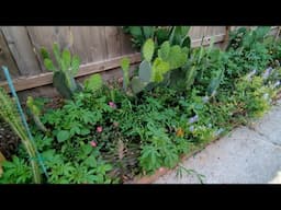 Epic botanical street upgrade by my husband!
