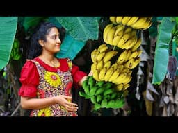 Banana 🍌 harvest for creamy desserts, sweets, chips & black curry for rice packets!