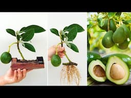 Unique way to propagate avocado tree! Simple effective goal