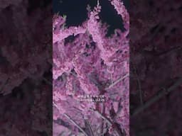 飯坂温泉 花ももの里 Hana Peach Village | Flower view in Iizaka onsen, Fukushima Japan 福島花の名所