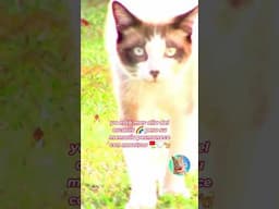 Unos de los ultimos videos de gato Caramelito DivertiCAT 🌹🩷😻🌈✨