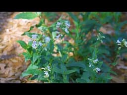 Spring Blooms and Native Plant Giveaway