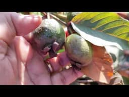 Az Nursery cart man / aaya sundar / flowering / plants🌱 /leke  / mere ghar per