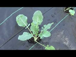 Planting The Cold Seasoned Vegetables And Pest Netting