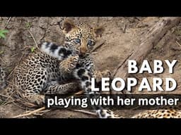 Baby Leopard playing with her mother