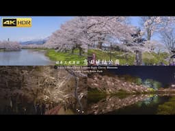 高田城址公園の桜 Cherry Blossoms Festival in Takada Castle Park, Japan - 4K HDR 日本三大夜桜の風景