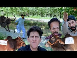 Sanda Shepherd | Eid ul adha Qurbani