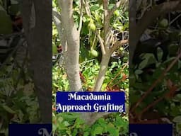 Macadamia approach grafting, Macadamia nuts farming, #macadamia #macadamianuts #shorts