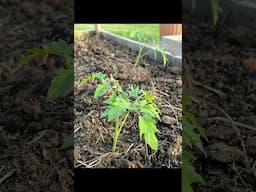 The #1 tip for transplanting tomatoes!🍅   #gardening #gardeningtips #tomato #homesteading