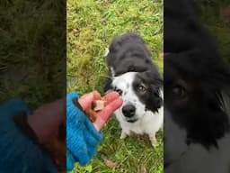 Retrain your Dog’s Brain with this Quick and Simple Exercise!