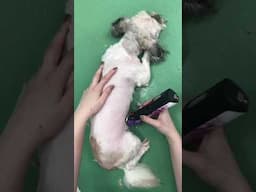 I Rescued This Dog