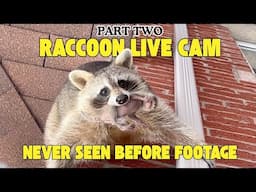 Raccoon LIVE Cam | Humane Wildlife Removal Caught on Film (Part 2)