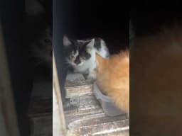 I found little kittens in the basement