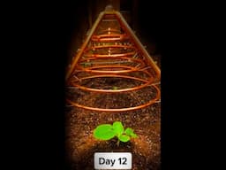 Plants GREW FASTER w/ this TECH than Electroculture