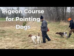 Pigeon Course for Pointing Dogs