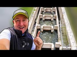 How the Holt Fish Pass has changed fish migration on the River Severn!