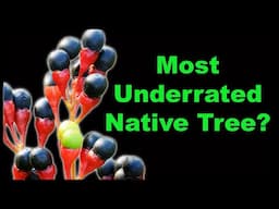Sassafras Facts That Will Surprise You!