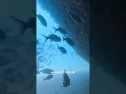 Diving in a FORBIDDEN island? Watch the full episode!