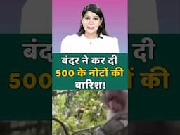 बंदर ने कर दी 500 के नोटों की बारिश! | #monkeyviralvideos #shortsvideo