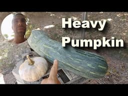 Rare Pumpin Vegan Camp Update February 2025
