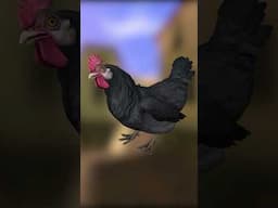 Why are there Chickens in Counter-Strike?! #cs2 #csgo #shorts
