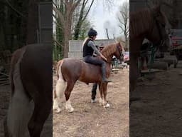 Day 1 of backing my Young horse #horse #equestrian #shorts