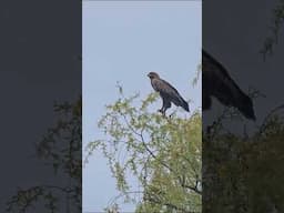 Обыкновенный канюк (сарыч) — одна из многочисленных птиц Краснодарского края