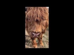 Hungry Hippo | Hamish and Kyloe Ep. 504