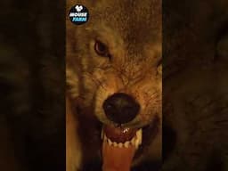 Invasive wolves attack sheep farm at night #shorts