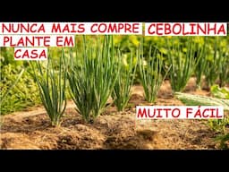 Nunca mais plante Cebolinha, plante em casa em vasos até em pet muito fácil.