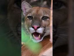 The moment I came face to face with a wild puma in Costa Rica 🇨🇷🎥 #shorts #bigcats #wildlife