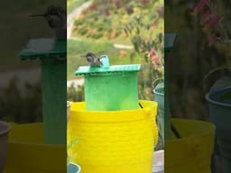 ❤️ Hummingbirds Love this FOUNTAIN Attracts All Birds See Baby Hummingbird bathing on DIY Bird Bath