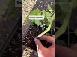 🚨These are NOT ROOTS! 🚨Tomato Hairs are Trichomes.