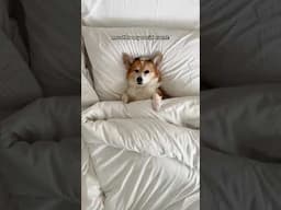 My Corgi is my spirit animal 😪#introvert #corgi #dogsofinstagram #corgisofinstagram