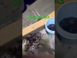 Las Primeras CHICATANAS 🐜 de la Temporada en los Pueblos de Oaxaca