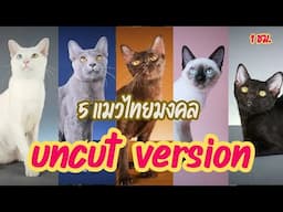 uncut_แมวไทยมงคลและแมวแปลกหายาก