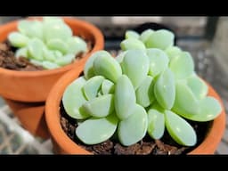 冰玉防腐 Proper way to water Ice Green Echeveria succulent to prevent rots