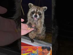 Raccoons and Board Games!