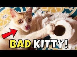 5 Common Mistakes to Avoid When Disciplining Cats