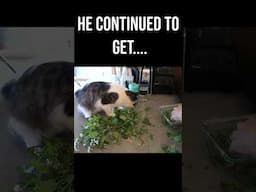 I GAVE MY CAT A POUND OF FRESH HYDROPONIC CATNIP, I THINK HE'S BROKEN... #hydroponics #towergarden