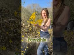 What’s your favourite edible flower? 💛 #foraging #wildfood #permaculture