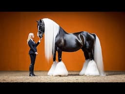10 Most Strange and Beautiful Horse Breeds