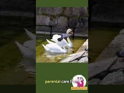 Do Birds Mate For Life?