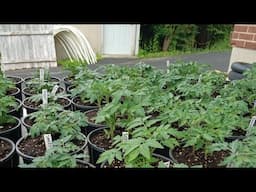 Here is the progress of my micro dwarf tomatoes in 3 weeks! Peppers, Tomatoes, Vegetables