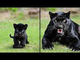 Before & After Animals Growing Up. Incredible Animal Transformations