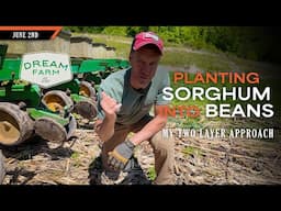 Planting Sorghum into Beans - My Two Layer Experiment | Dream Farm w/ Bill Winke