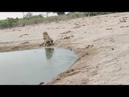 Lion grabs lioness by the tail before "Sex on the beach" at Savuti waterhole in Botswana.