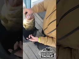 Huge early spring bass! 9.37lbs #fishing #bassfishing