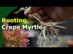 Crepe myrtle propagation [great for bonsai]